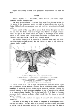 vaginal "self-cleaning" doesn't allow pathogenic microorganisms to enter the
uterus.
Uterus
Uterus (hystera) is a thick-walled, hollow muscular pear-shaped organ,
somewhat flattened anterposteriorly.
The uterus is approximately 7.5 cm long, 5 cm broad, 2 cm thick and weighs 50-
100 grams. In the postpuberal women two third is body and one third is cervix.
During childhood and postmenopause body and cervix are approximately of equal
length.
Uterus consists of the body and the cervix. Body forming the upper two third
has two parts. The frontal plane has a triangle form. The base of triangle is fundus
uterus. It's apex is the internal orifice. The angles of the triangle arc the internal
orifices of the Fallopian tubes. The posterior and anterior walls of the uterus touch
each other, that's why uterine cavity is rather a narrow hollow/
The uterine isthmus (fig. 3) represents a transitional area where the endo-
cervical epithelium gradually changes into the endometrial lining. In this region the
cezarean section is made.
Fig. 3. Uterus, fallopian tubes, ovaries, vagina (sagittal section):
1 — fundus of uterus; 2 — uterine cavity; 3 — ovarian ligament; 4 — fallopian tube
5 — ovary; 6 — round ligament; 7 — broad ligament; 8 — uterine cervix
9 — cervical canal; 10 — vaginal wall; 11 — uterine artery
12 — infundibulopelvic ligament (suspensory ligament)
The cervix is from 2 to 3 cm in length. The portion that protrudes into the vagina
and is surrounded by the fornices is covered with a keratinizzed stratied squamous
epithelium. At about the external cervical os the squamous epithelium covering the
exocervix changes to simple columnar epithelium, the site of transition being referred
to as squamocolumnar junction. The cervical canal (fig. 5) is lined by irregular,
arborized, simple columnar epithelium which extends into the stroma as cervical
"glands" or crypts.
The cervical canal is fusiform and opens at each end at the internal os and
external os.
The wall of the body of the uterus is composed of three layers: serosa,
muscular and mucosa. The inner layer of the uterus is the mucosal layer, which lines
the uterine cavity in nonpregnant women. It is called the endometrium. This lining of
 