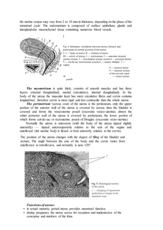the uterine corpus may vary from 2 to 10 mm in thickness, depending on the phase of the
menstrual cycle. The endometrium is composed of surface epithelium, glands and
interglandular mesenchymal tissue containing numerous blood vessels.
/
Fig. 4. Schematic correlation between uterus, fornices and
peritoneum in normal position of theuterus:
5 I — body of uterus; II — isthmus of uterus
III — cervix of uterus; 1 — peritoneum; 2 — anatomic internal
uterine ostium; 3 — histological uterine ostium 4 — posterior fornix;
5 — cul-de-sac (rectouterine pouch) 6 — urinary bladder; 7 —
vagina
8 — anterior fornix
9 — external ostium
of the cervical canal
10 — vesico-uterine
pouch
The myometrium is quite thick, consists of smooth muscles and has three
layers: external (longitudinal), medial (circulative), internal (longitudinal). In the
body of the uterus the muscular layer has more circulative fibers and cervix contains
longitudinal, therefore cervix is more rigid and less contractile than the whole uterus.
The perimetrium (serous coat) of the uterus is the peritoneum, only the upper
portion of the anterior wall of the uterus is covered by serosa; then the bladder is
covered and forms the vesicouterine pouch (excavatio vesico-uterina); almost the
entire posterior wall of the uterus is covered by peritoneum, the lower portion of
which forms cul-de-sac or rectouterine pouch of Douglas (excavatio recto-uterina).
Normally the uterus is anteversio (with the body of the uterus tipped slightly
anteriorly) — tipped anterosuperiorly relative to the axis of the vagina and
anteflexed (the uterine body is flexed or bent anteriorly relative to the cervix).
The position of the uterus changes with the degree of filling of the bladder and
rectum. The angle between the axis of the body and the cervix varies from
anteflexion to retroflexion, and normally is near 120°.
Functions of uterus:
• in sexual maturity period uterus provides menstrual function
• during pregnancy the uterus serves for reception and implantation of the
conceptus and nutrition of the fetus
 