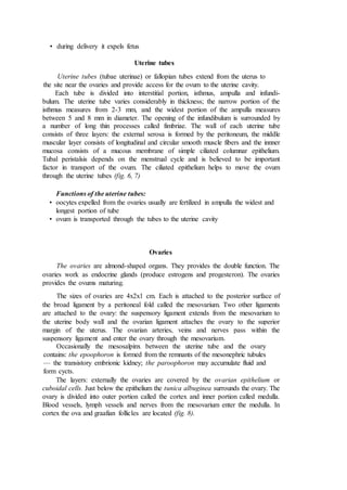 • during delivery it expels fetus
Uterine tubes
Uterine tubes (tubae uterinae) or fallopian tubes extend from the uterus to
the site near the ovaries and provide access for the ovum to the uterine cavity.
Each tube is divided into interstitial portion, isthmus, ampulla and infundi-
bulum. The uterine tube varies considerably in thickness; the narrow portion of the
isthmus measures from 2-3 mm, and the widest portion of the ampulla measures
between 5 and 8 mm in diameter. The opening of the infundibulum is surrounded by
a number of long thin processes called fimbriae. The wall of each uterine tube
consists of three layers: the external serosa is formed by the peritoneum, the middle
muscular layer consists of longitudinal and circular smooth muscle fibers and the innner
mucosa consists of a mucous membrane of simple ciliated columnar epithelium.
Tubal peristalsis depends on the menstrual cycle and is believed to be important
factor in transport of the ovum. The ciliated epithelium helps to move the ovum
through the uterine tubes (fig. 6, 7)
Functions of the uterine tubes:
• oocytes expelled from the ovaries usually are fertilized in ampulla the widest and
longest portion of tube
• ovum is transported through the tubes to the uterine cavity
Ovaries
The ovaries are almond-shaped organs. They provides the double function. The
ovaries work as endocrine glands (produce estrogens and progesteron). The ovaries
provides the ovums maturing.
The sizes of ovaries are 4x2x1 cm. Each is attached to the posterior surface of
the broad ligament by a peritoneal fold called the mesovarium. Two other ligaments
are attached to the ovary: the suspensory ligament extends from the mesovarium to
the uterine body wall and the ovarian ligament attaches the ovary to the superior
margin of the uterus. The ovarian arteries, veins and nerves pass within the
suspensory ligament and enter the ovary through the mesovarium.
Occasionally the mesosalpinx between the uterine tube and the ovary
contains: the epoophoron is formed from the remnants of the mesonephric tubules
— the transistory embrionic kidney; the paroophoron may accumulate fluid and
form cycts.
The layers: externally the ovaries are covered by the ovarian epithelium or
cuboidal cells. Just below the epithelium the tunica albuginea surrounds the ovary. The
ovary is divided into outer portion called the cortex and inner portion called medulla.
Blood vessels, lymph vessels and nerves from the mesovarium enter the medulla. In
cortex the ova and graafian follicles are located (fig. 8).
 