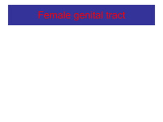 Female genital tract 
