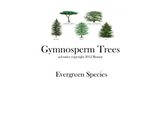 Gymnosperm Trees
   acloutier copyright 2012 Botany




  Evergreen Species
 