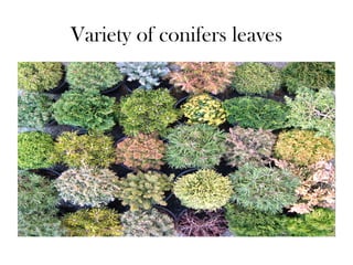 Variety of conifers leaves
 