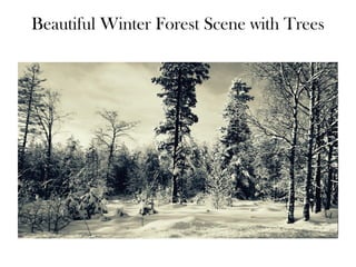 Beautiful Winter Forest Scene with Trees
 