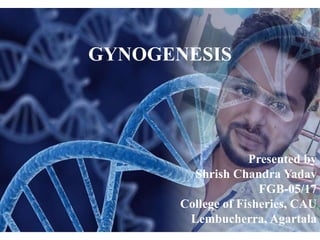 GYNOGENESIS
Presented by
Shrish Chandra Yadav
FGB-05/17
College of Fisheries, CAU
Lembucherra, Agartala
 