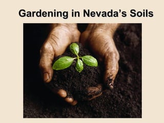 Gardening in Nevada’s SoilsGardening in Nevada’s Soils
 