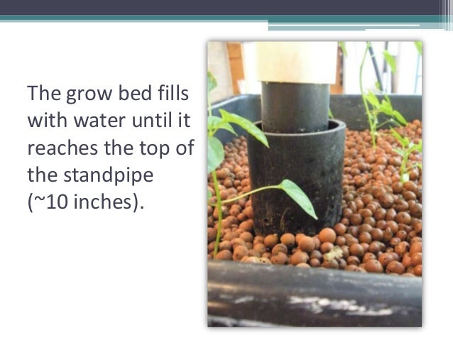 Grow Your Own, Nevada! Summer 2012: Aquaponics