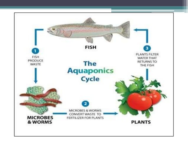 Grow Your Own, Nevada! Summer 2012: Aquaponics