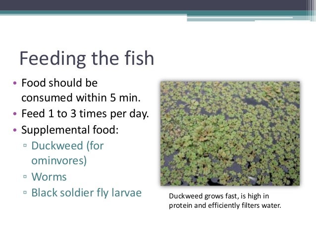 grow your own, nevada! summer 2012: aquaponics