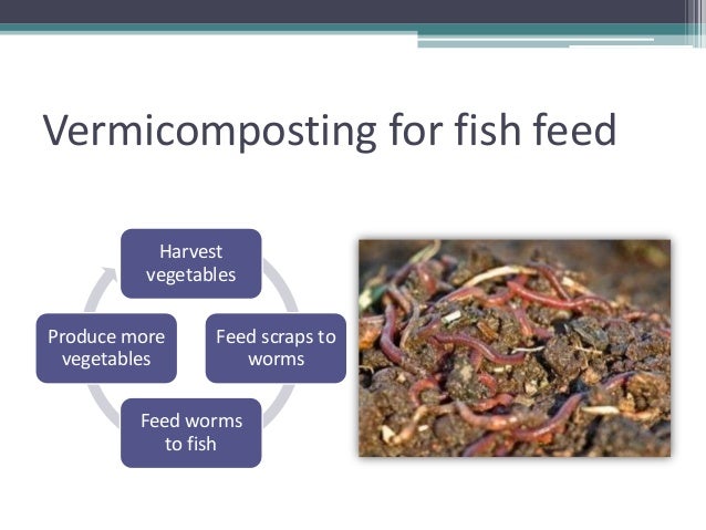 47 best freshwater prawns images on pinterest aquaponics