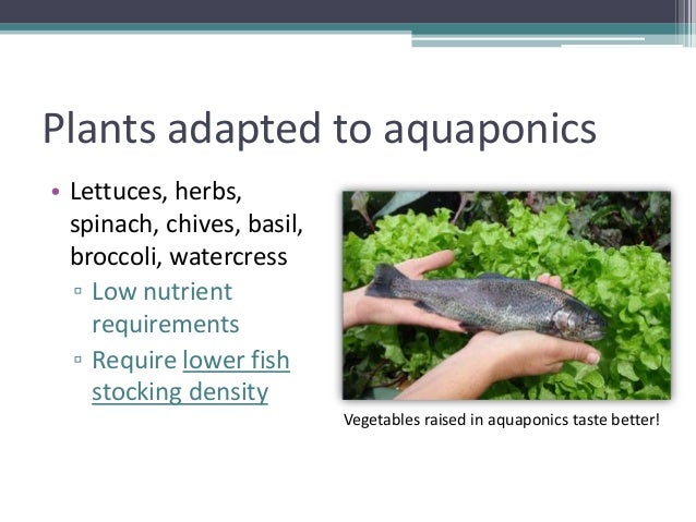 Grow Your Own, Nevada! Summer 2012: Aquaponics