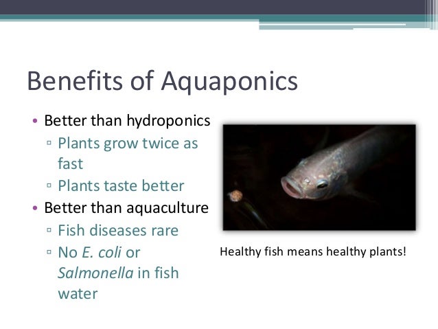 Grow Your Own, Nevada! Summer 2012: Aquaponics