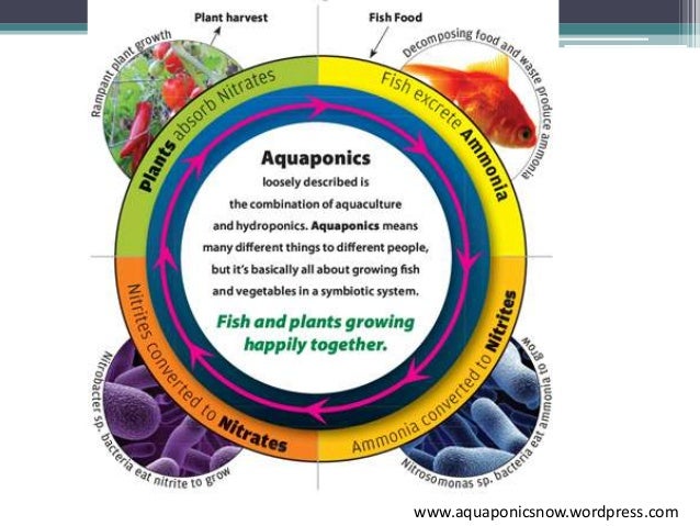 grow your own, nevada! summer 2012: aquaponics