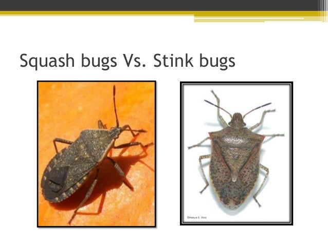 grow your own nevada fall 2011 controlling pests 23 638