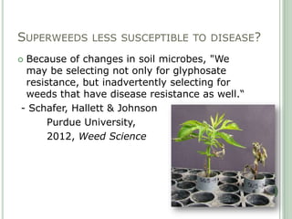 SUPERWEEDS LESS SUSCEPTIBLE TO DISEASE?
Because of changes in soil microbes, "We
 may be selecting not only for glyphosat...