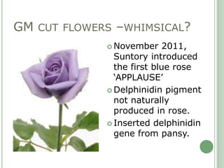 GM CUT FLOWERS –WHIMSICAL?
              November    2011,
               Suntory introduced
               the first blu...