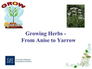 Growing Herbs -
From Anise to Yarrow
 