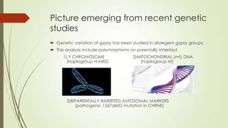 Picture emerging from recent genetic
studies
 Genetic variation of gypsy has been studied in divergent gypsy groups.
 The analysis include polymorphisms on parentally inherited
1) Y CHROMOSOME 2)MITOCHONDRIAL (mt) DNA
(haplogroup H-M82) (haplogroup M)
3)BIPARENTALLY INHERITED AUTOSOMAL MARKERS
(pathogenic 1267deIG mutation in CHRNE)
 
