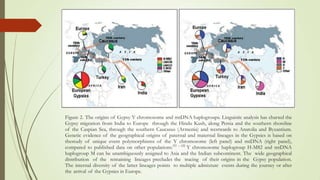 Figure 2. The origins of Gypsy Y chromosome and mtDNA haplogroups. Linguistic analysis has charted the
Gypsy migration from India to Europe through the Hindu Kush, along Persia and the southern shoreline
of the Caspian Sea, through the southern Caucasus (Armenia) and westwards to Anatolia and Byzantium.
Genetic evidence of the geographical origins of paternal and maternal lineages in the Gypsies is based on
thestudy of unique event polymorphisms of the Y chromosome (left panel) and mtDNA (right panel),
compared to published data on other populations.(51 – 62)
Y chromosome haplogroup H-M82 and mtDNA
haplogroup M can be unambiguously assigned to Asia and the Indian subcontinent. The wide geographical
distribution of the remaining lineages precludes the tracing of their origins in the Gypsy population.
The internal diversity of the latter lineages points to multiple admixture events during the journey or after
the arrival of the Gypsies in Europe.
 