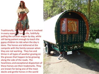 Traditionally, the Gypsy Horse is involved in every aspect of family life, faithfully pulling the caravan wagon by day, while still being patient enough to teach the gypsy children to ride when the day is done. The horses are tethered at the campsite with the family caravan when they are not working.  They live and thrive in all types of weather grazing on the grasses that happen to be growing along the side of the roads. The heartiness and exceptional disposition of these horses are their trademarks. They are known for being one of the most docile and gentle horses in the world 