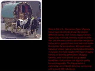 Here in the U.S., the various types of gypsy horse have come to be known by several different names. Irish Tinker, Gypsy Vanner, Gypsy Cob, Irish Cob, Romany Horse and the like, are all names used to describe the type of horse which gypsies have bred and used in the British Isles for generations. Although many horses of similar type are bred indiscriminately in Europe, the most sought after type of gypsy horses are bred by generations of gypsy families, who have prized and guarded bloodlines that produce the highest quality horses imaginable. The Gypsy horse is extremely rare in North America, numbering only around 400 individuals 