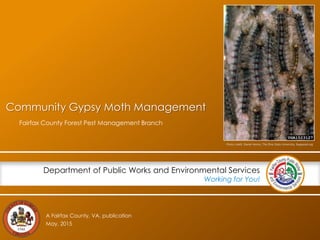 A Fairfax County, VA, publication
Department of Public Works and Environmental Services
Working for You!
Community Gypsy Moth Management
Fairfax County Forest Pest Management Branch
May, 2015
Photo credit: Daniel Herms, The Ohio State University, Bugwood.org
 