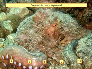 Combien de bras a la pieuvre? 4 6 8 9 10 