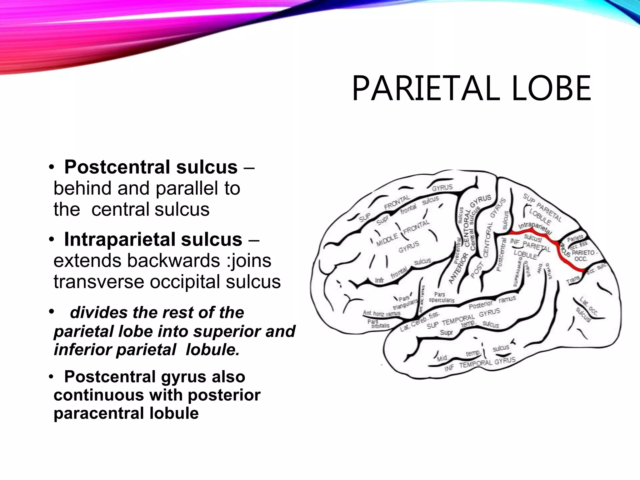Gyri and Sulci of cerebrum | PPTX