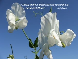 “ Didelę meilę ir didelį sielvartą sunaikina jų pačiu perteklius.”  (O.Vaildas) 