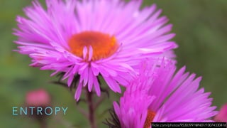 E N T R O P Y
flickr.com/photos/95303997@N07/10074330416
 