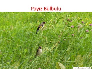 Payız Bülbülü
 