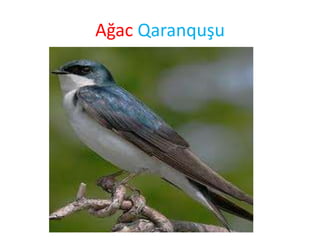 Ağac Qaranquşu
 