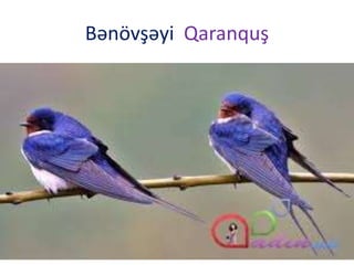 Bənövşəyi Qaranquş
 