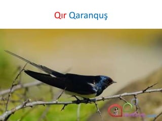 Qır Qaranquş
 