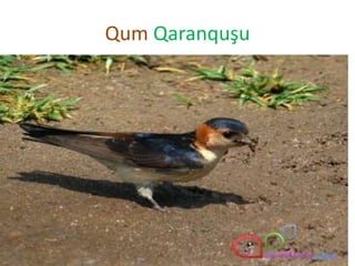 Qum Qaranquşu
 