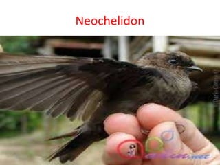 Neochelidon
 