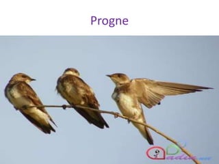 Progne
 