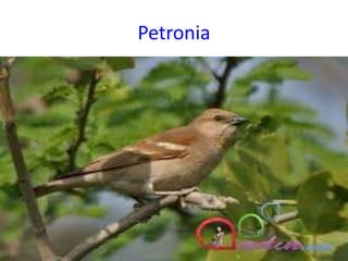 Petronia
 