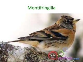 Montifringilla
 