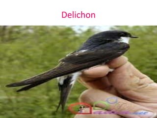 Delichon
 