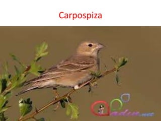 Carpospiza
 