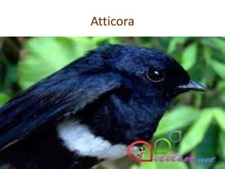 Atticora
 
