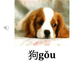 狗gǒu
 