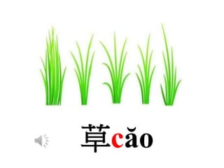 草căo
 