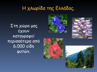 H  χλωρίδα της Ελλάδας. Στη χώρα μας έχουν καταγραφεί περισσότερα από 6.000 είδη φυτών. 
