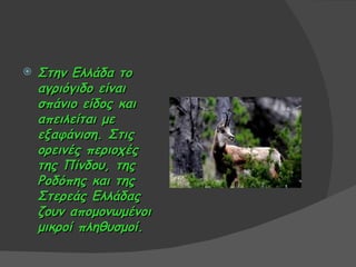    Στην Ελλάδα το
    αγριόγιδο είναι
    σπάνιο είδος και
    απειλείται με
    εξαφάνιση. Στις
    ορεινές περιοχές
    της Πίνδου, της
    Ροδόπης και της
    Στερεάς Ελλάδας
    ζουν απομονωμένοι
    μικροί πληθυσμοί.
 