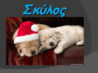 Σκύλος
 