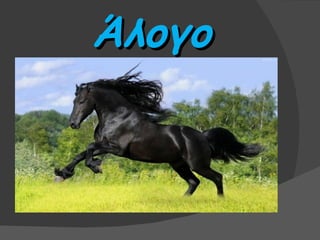 Άλογο
 