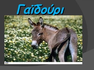 Γαϊδούρι
 