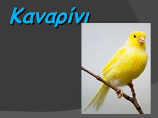 Καναρίνι
 