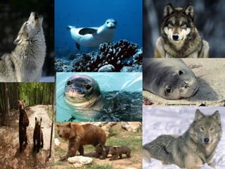 H πανίδα της ελλάδας